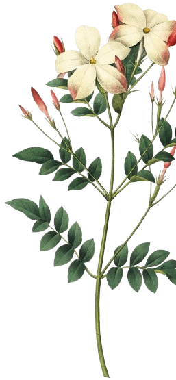 flower image